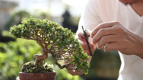 Pruning Bonsai