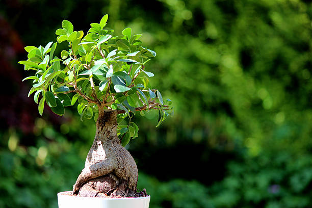 Ficus Bonsai