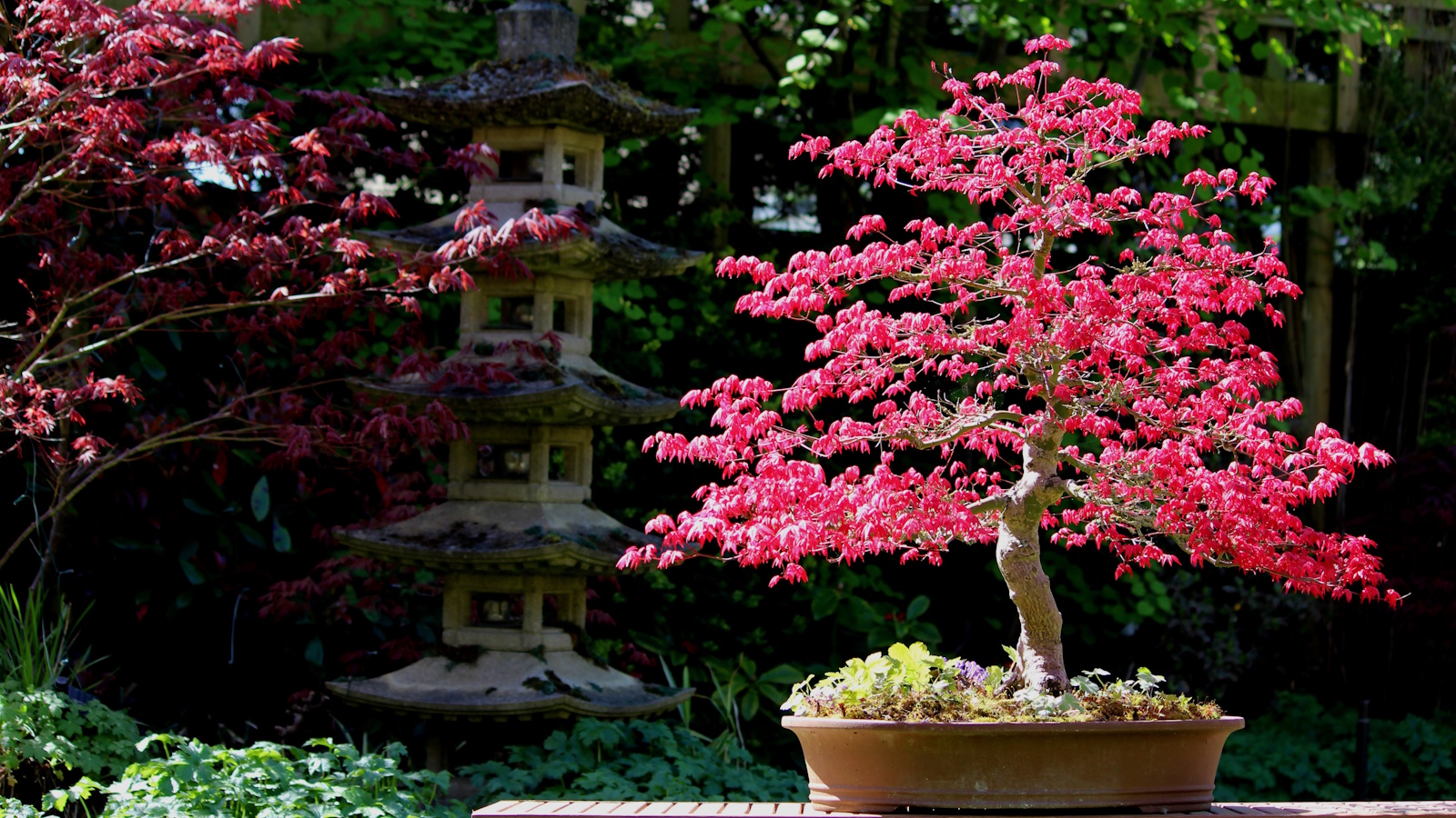 Maple Bonsai