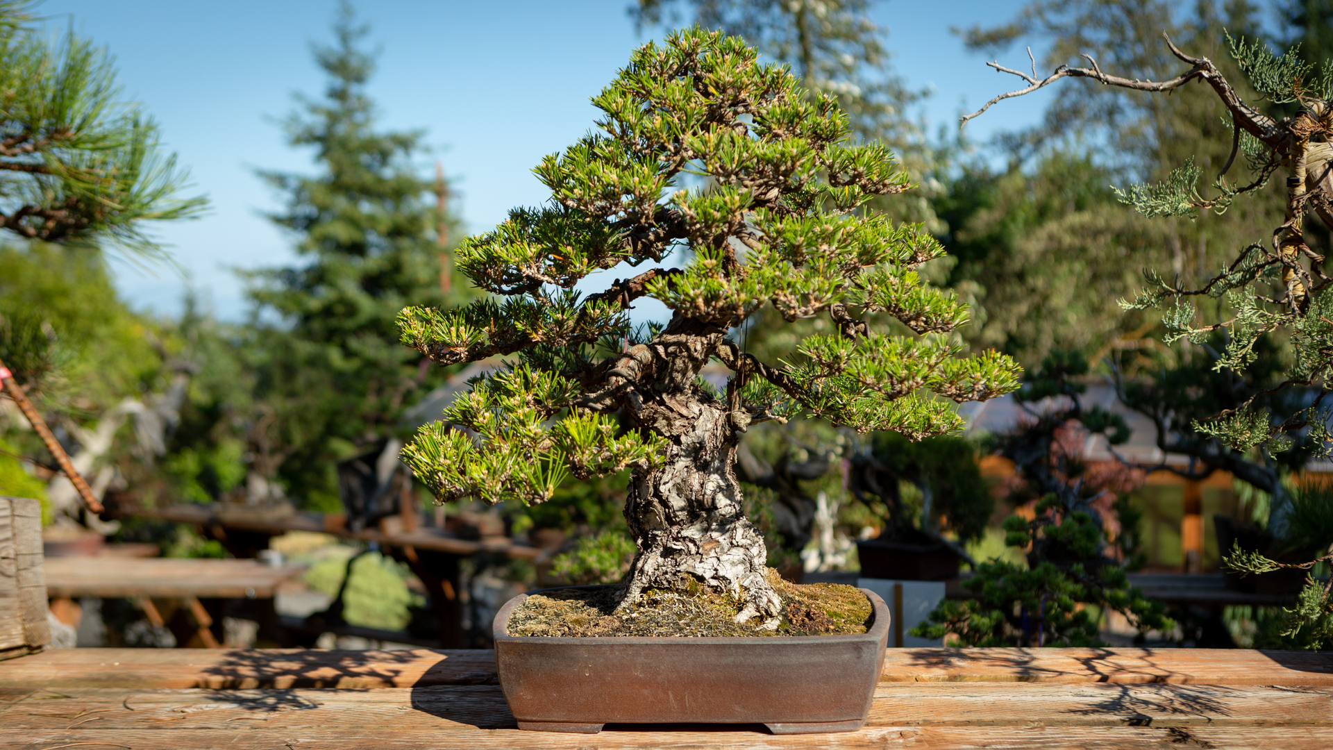 Pine Bonsai